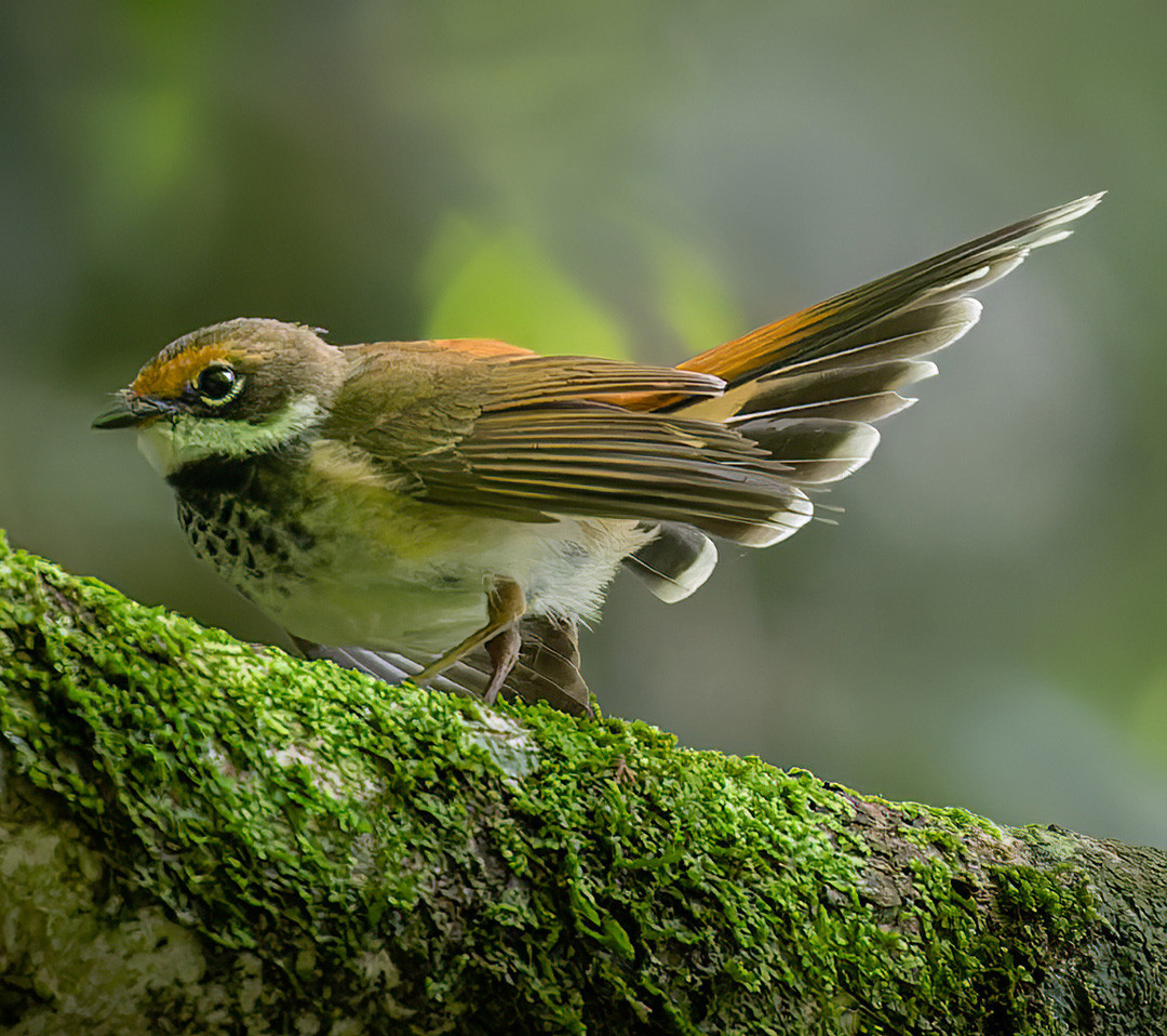 image Rufous Fantail